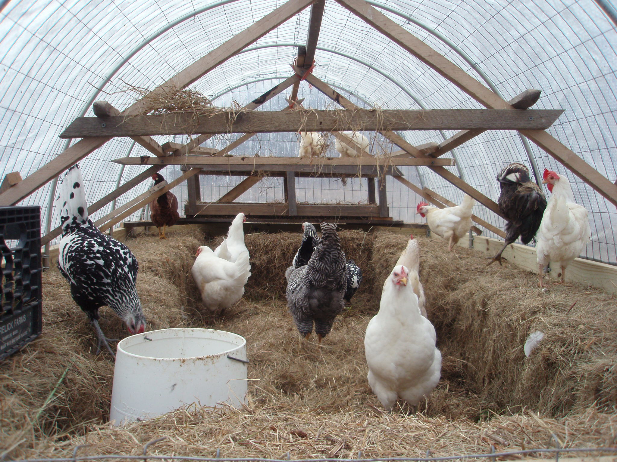 Hoop Chicken Coops