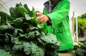 SUPER MASSIVE KALE